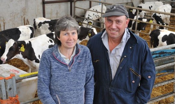 a man and woman standing in front of cows